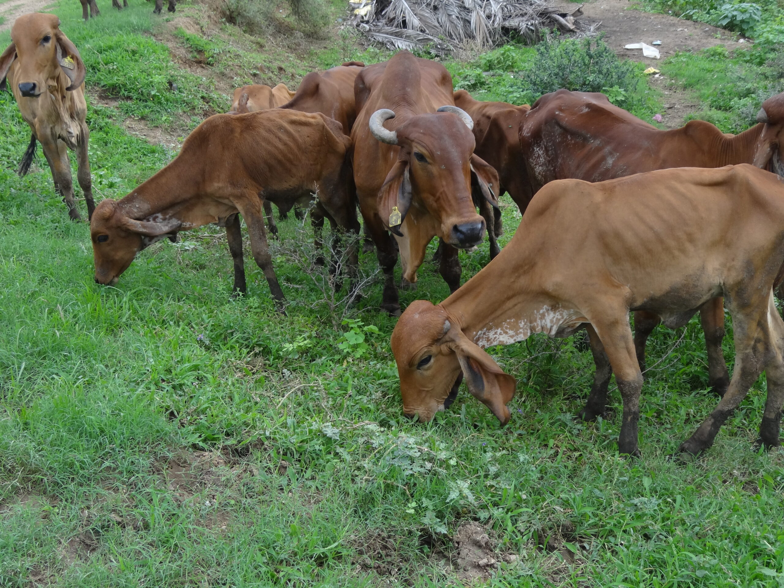 Farmer hand-churning A2 ghee at the organic farm