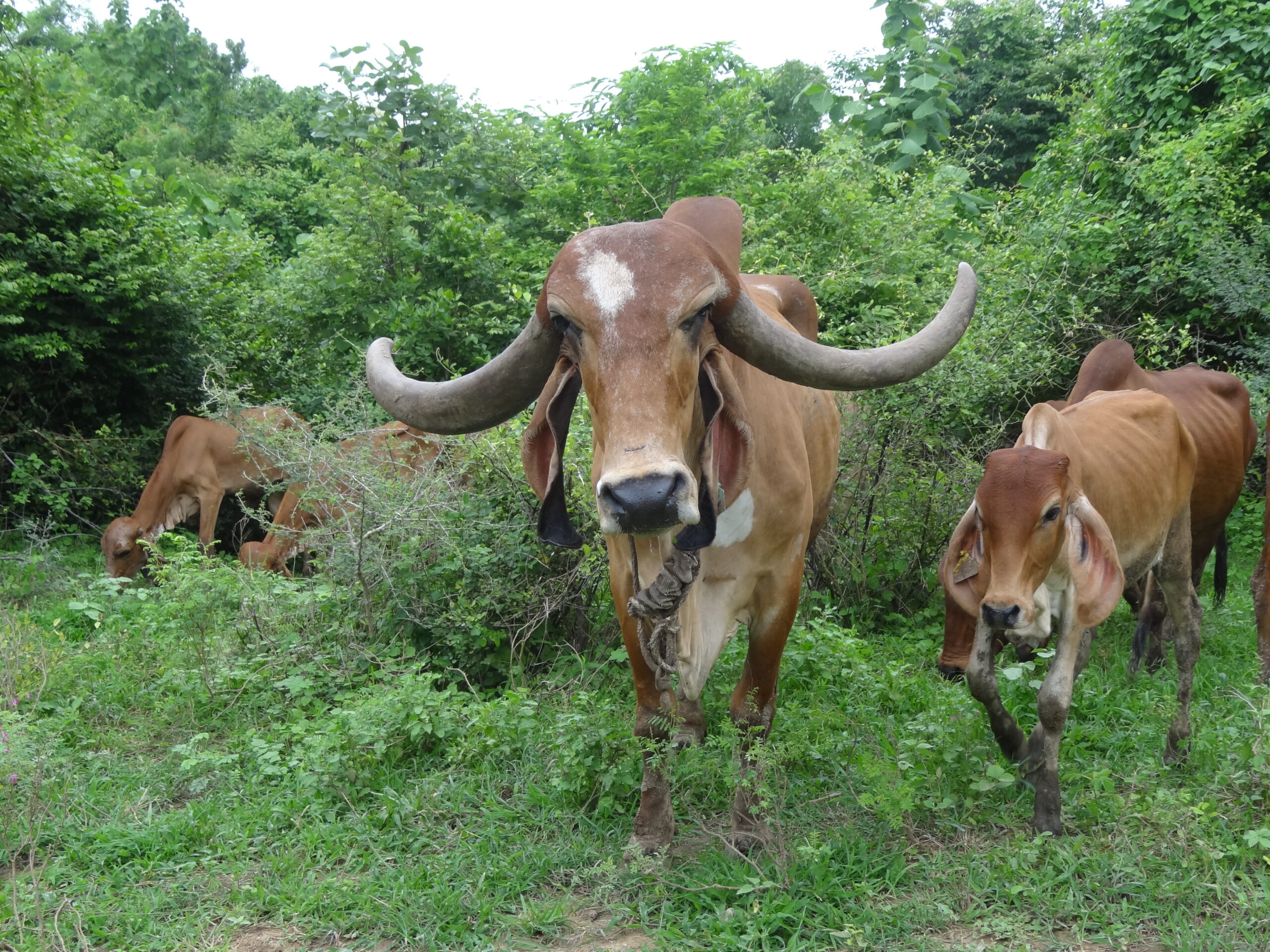 Organic ghee farm gallery pasture with grazing Gir cows