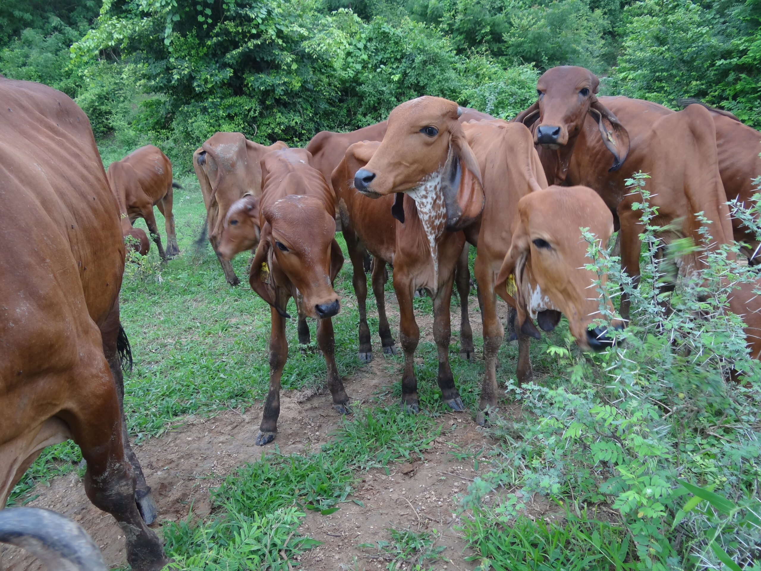 Gir cow farm photos of the quiet countryside